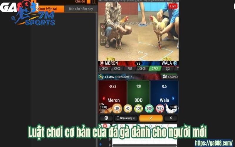 Luật chơi cơ bản của đá gà dành cho người mới