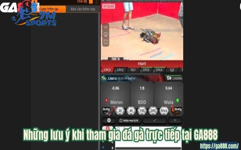 Những lưu ý khi tham gia đá gà trực tiếp tại GA888